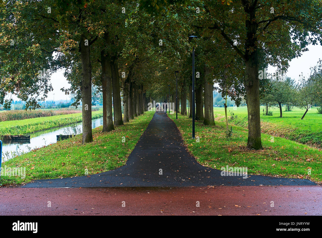 Chemin de bicyclette sous les arbres luxuriants sur le polder aux Pays-Bas Banque D'Images