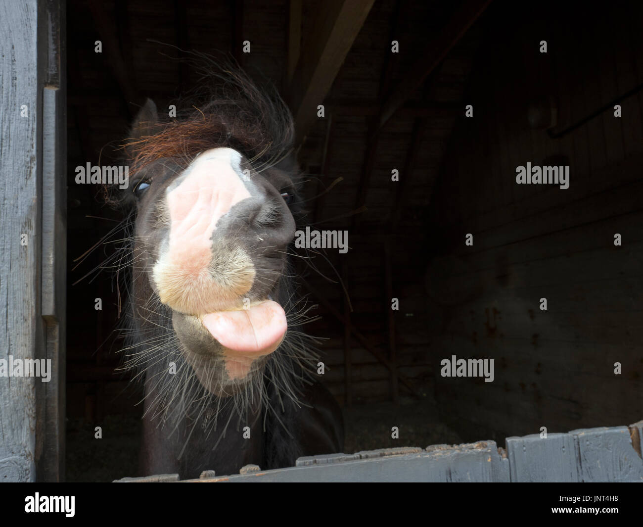 Irish Cob de stable à Banque D'Images