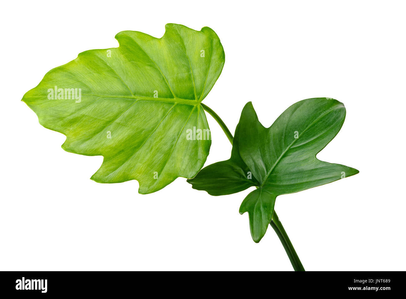 La forêt naturelle jungle différentes feuilles vertes, philodendron isolé sur fond blanc, Close up Banque D'Images