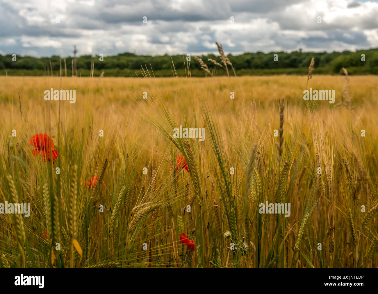 Close up de champ d'orge avec du rouge coquelicot, Papaver rhoeas, et vue sur les arbres au loin, East Lothian, Scotland, UK Banque D'Images