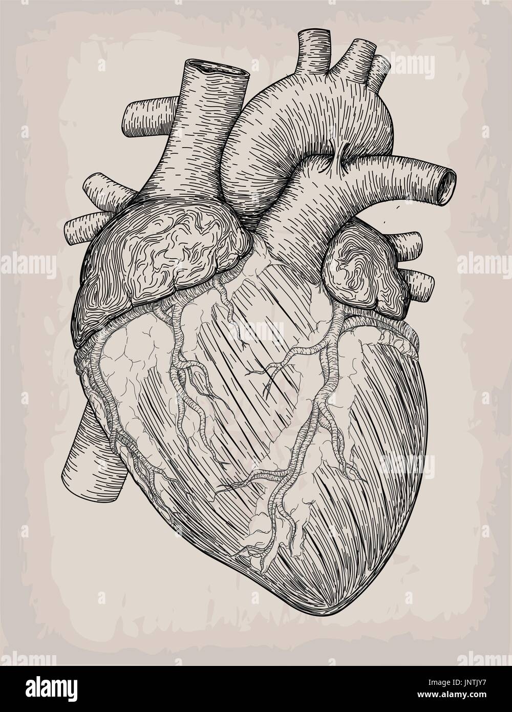 Coeur de l'homme faites à la main. Croquis anatomiques. La médecine, la gravure d'illustration vectorielle, l'élément. Haut tatouage anatomique détaillée des éléments de la base de l'art. Illustration de Vecteur