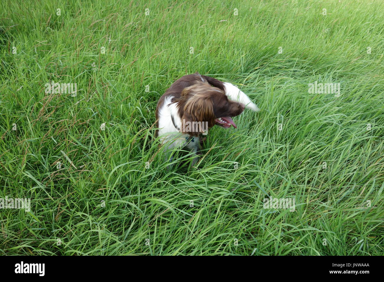 Randonnées Banque D'Images