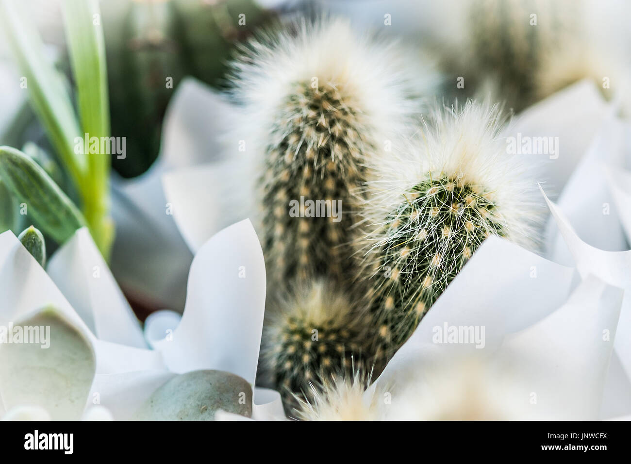 Cactus succulentes miniatures Nice vue rapprochée. Banque D'Images