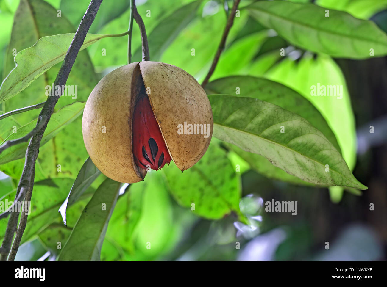 Mûrs et split muscade hanging in tree seed au Kerala, en Inde. La muscade est une épice tropicale qui offre deux saveurs distinctes. Genre est Myristica. Banque D'Images