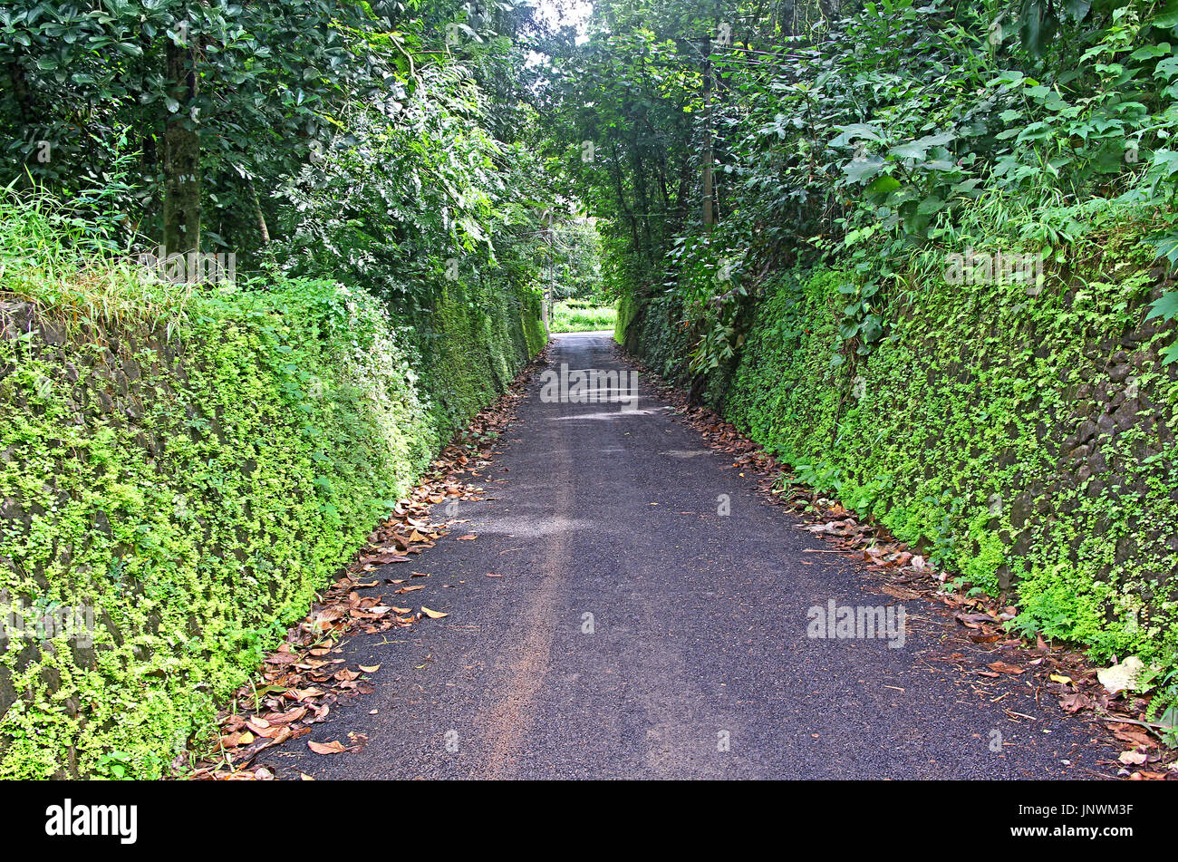 Petit matin tranquille et de l'étroitesse de la route asphaltée à travers une épaisse végétation couverte d'herbe et délimité par les murs de pierre brute Banque D'Images