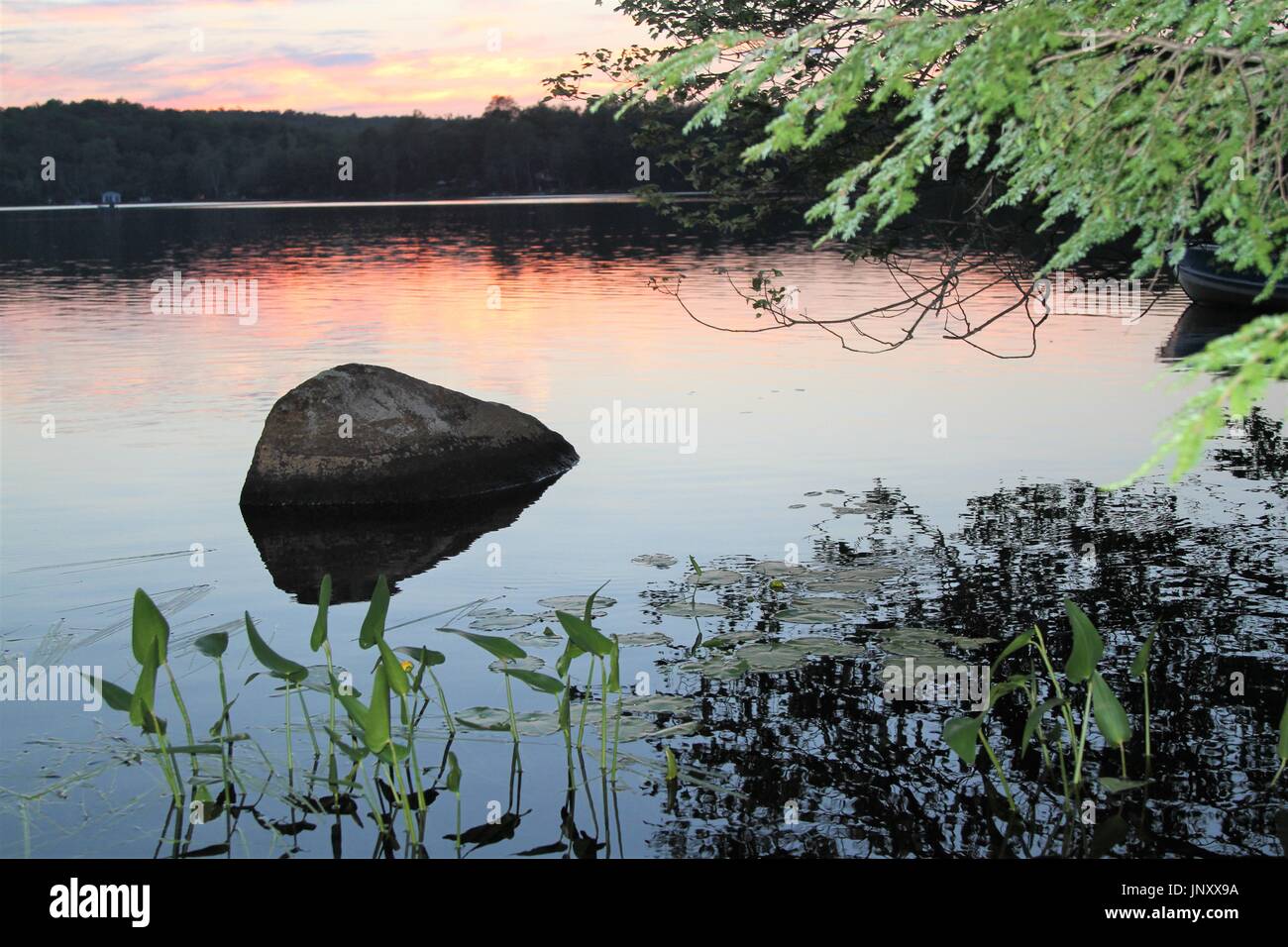 Rock et des plantes dans le lac au coucher du soleil avec forêt en arrière-plan Banque D'Images