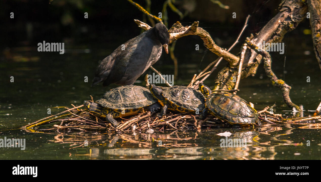 Londres, Royaume-Uni. 31 juillet, 2017. Une foulque partage un vieux nid avec trois tortues au soleil sur le lac par Peckham Rye Park. Crédit : David Rowe/Alamy Live News Banque D'Images