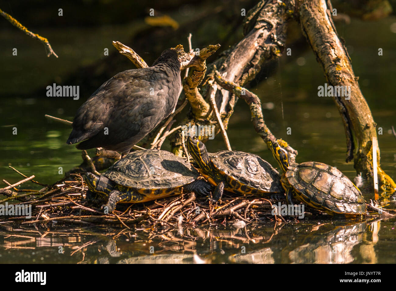 Londres, Royaume-Uni. 31 juillet, 2017. Une foulque partage un vieux nid avec trois tortues au soleil sur le lac par Peckham Rye Park. Crédit : David Rowe/Alamy Live News Banque D'Images