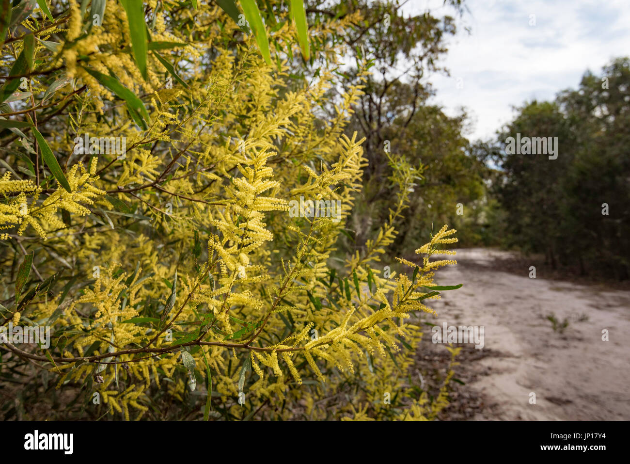 L'emblème floral officiel de l'Australie est le Golden Wattle montré ici la floraison au milieu de l'hiver près de Sydney, NSW, Australie Banque D'Images