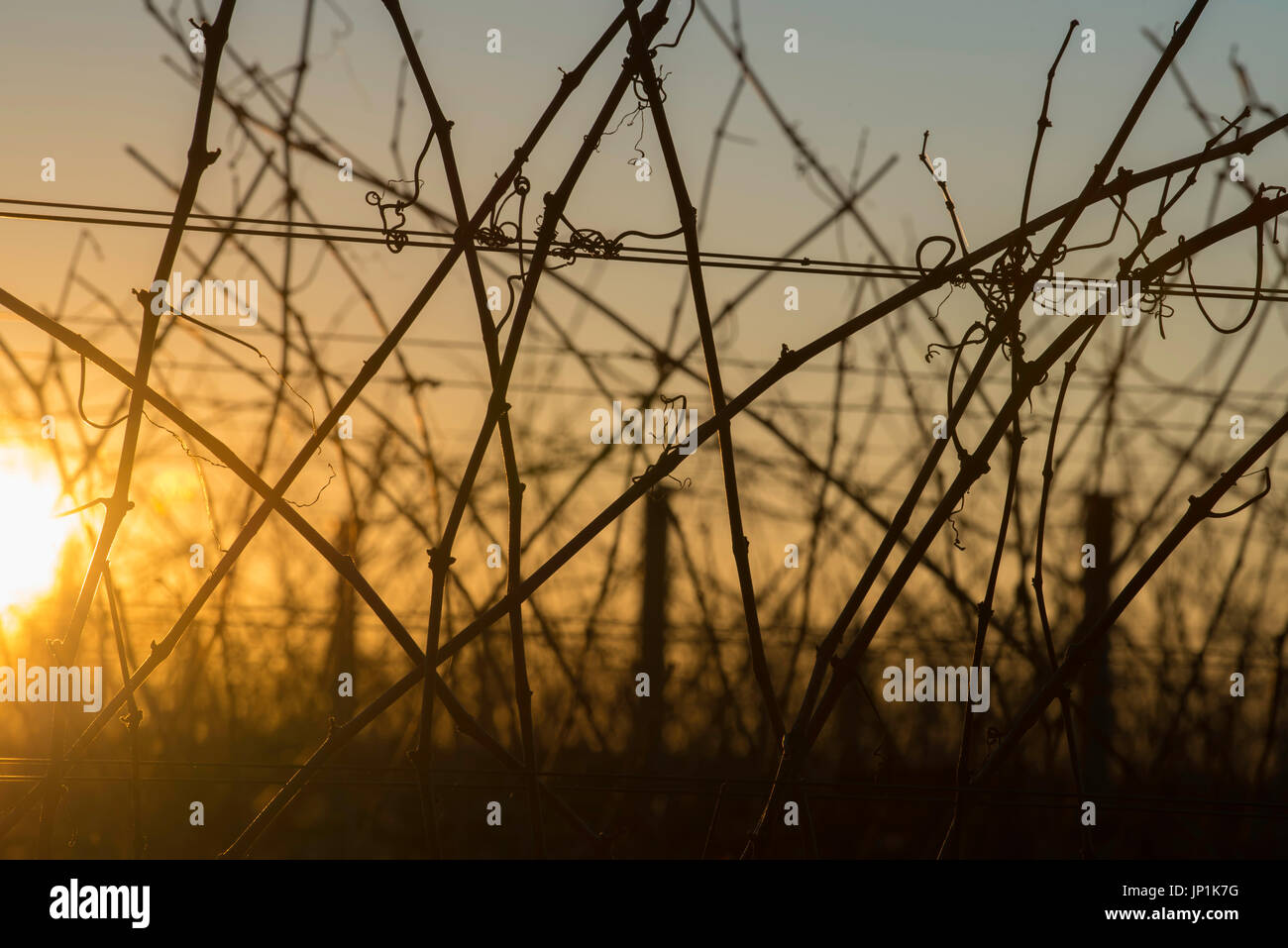 Vigne vin silhouette sur le coucher de soleil sur une exploitation viticole de l'ouest , Australie Banque D'Images