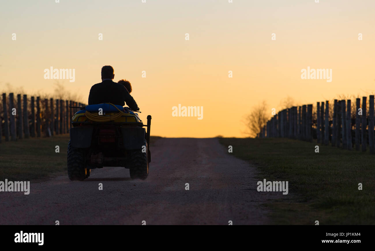 Un homme et son chien équitation quad dans un vignoble au crépuscule, coucher de soleil dans l'ouest , Australie Banque D'Images