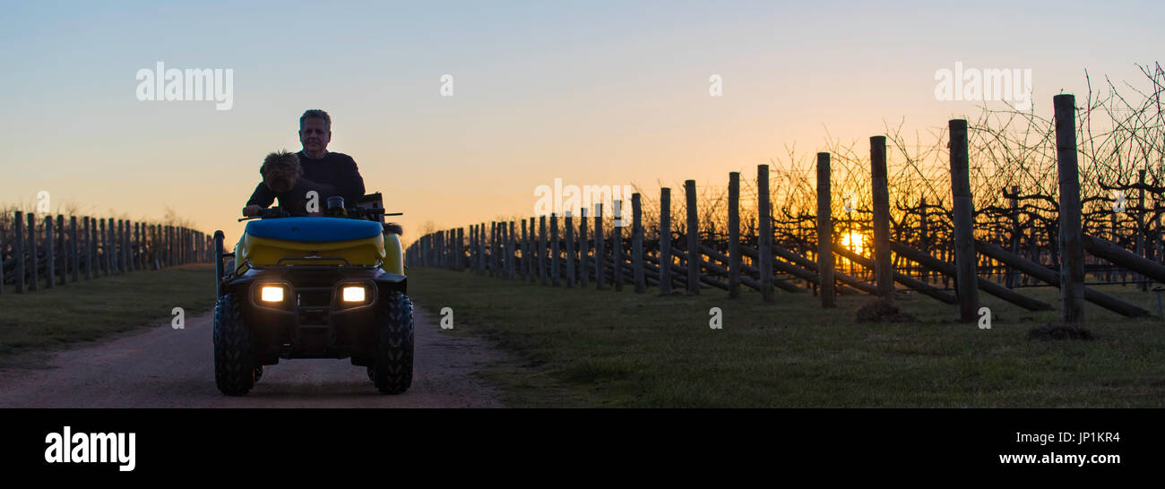 Un homme et son chien équitation quad dans un vignoble au crépuscule, coucher de soleil dans l'ouest , Australie Banque D'Images