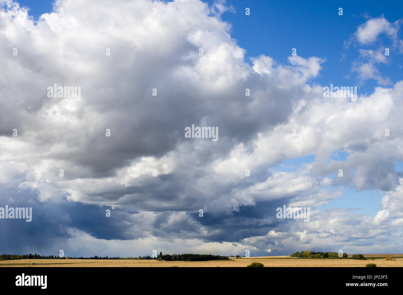 Gros nuages billowy s'étendant à travers l'ensemble des prairies de l'Alberta contre un ciel bleu et les champs d'or menacent d'un orage venant en sens inverse.. Banque D'Images