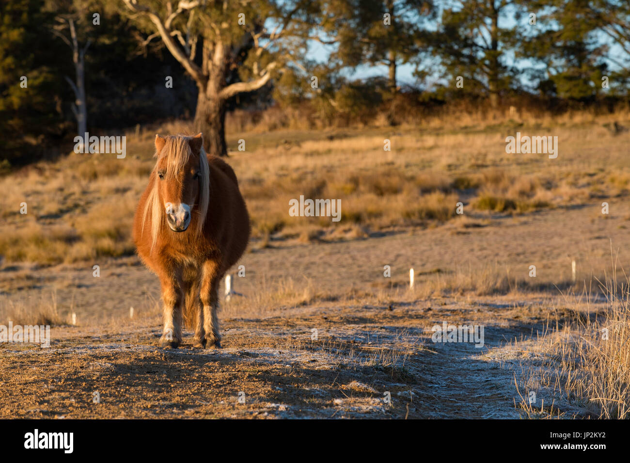 Un cheval miniature dans un paddock en début de matinée sur une ferme. Banque D'Images