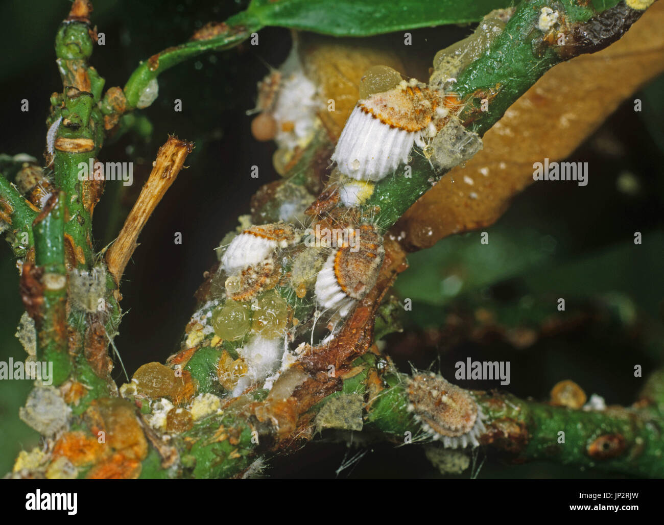 Coussin cotonneuse (Icerya purchasi échelle) infestation sur calamondin citrus plant Banque D'Images