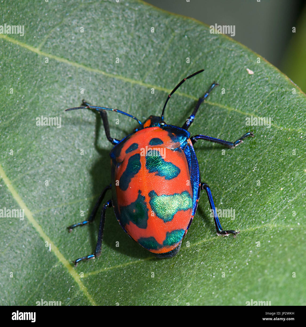 Coton coloré (Tectocoris diophtalmus Bug Arlequin), Queensland, Queensland, Australie Banque D'Images