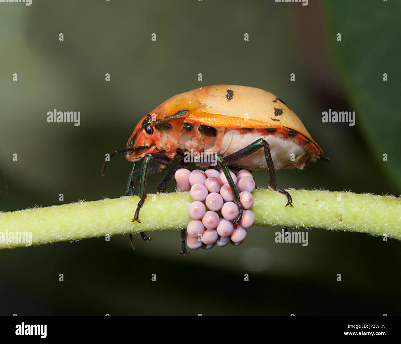 Bug (Tectocoris Arlequin coton diophtalmus), garde ses oeufs rose, Queensland, Australie, QUEENSLAND Banque D'Images