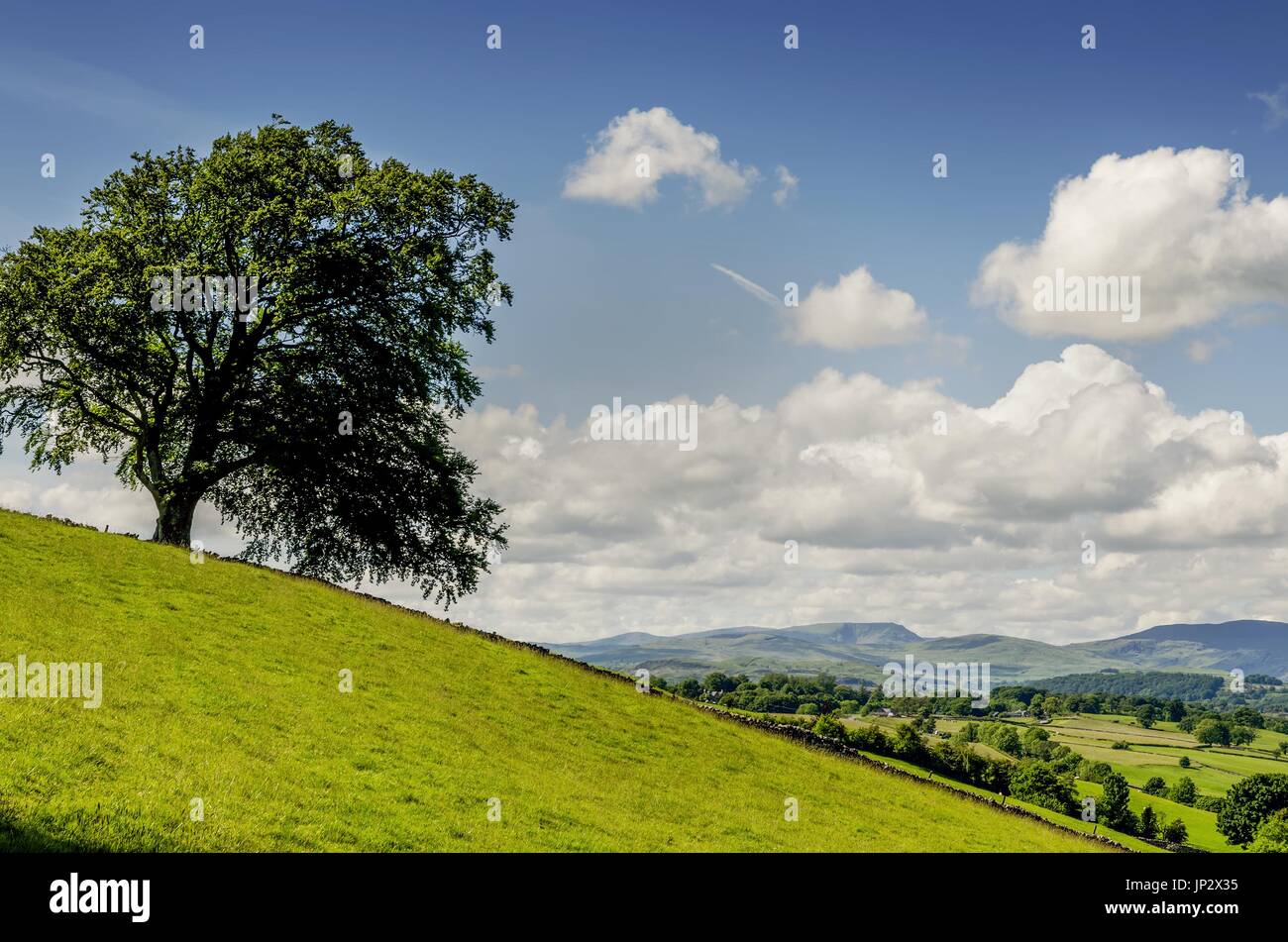 Arbre isolé sur une pente Banque D'Images