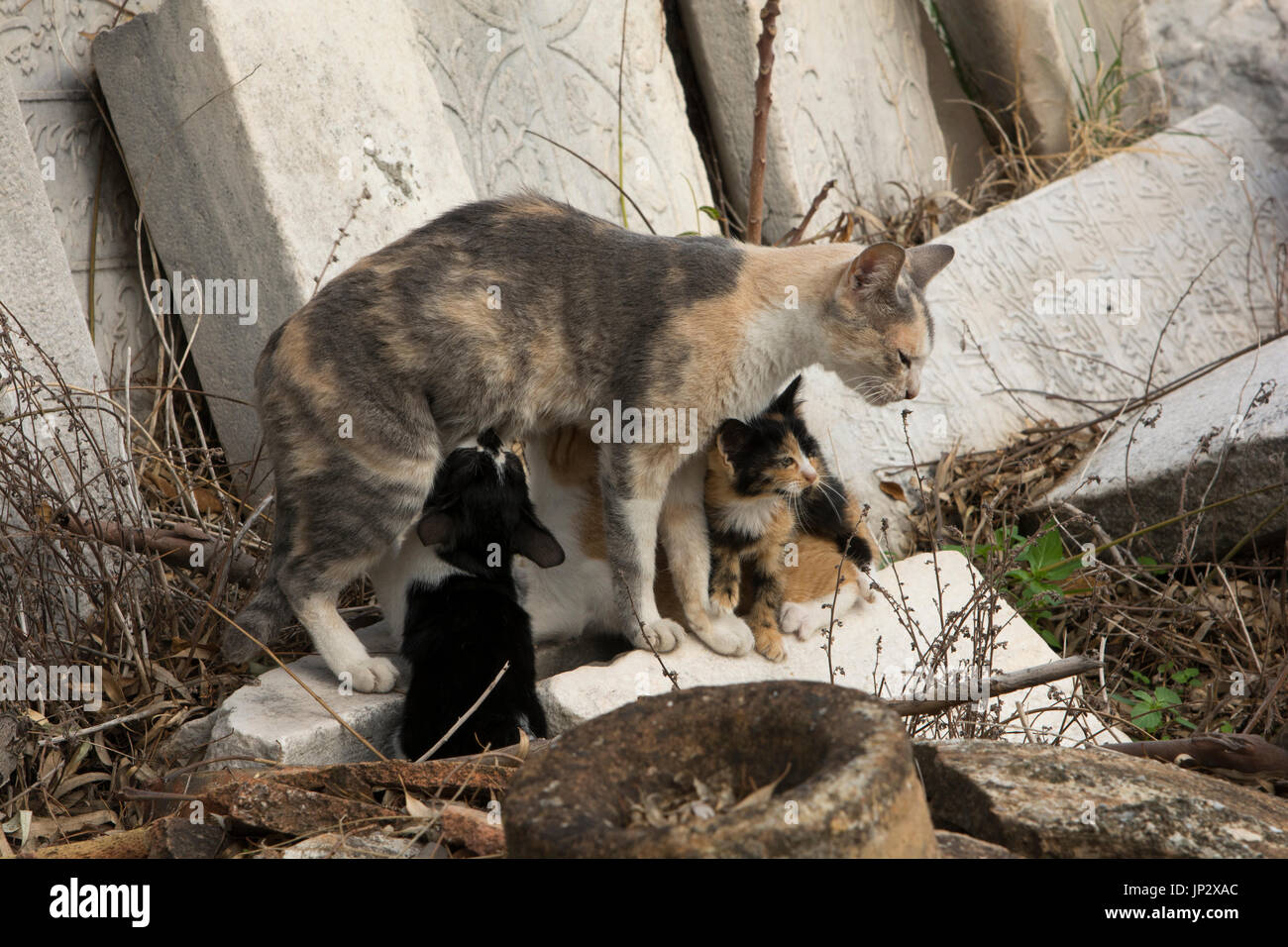 Les chats de côté le nouveau-né juste Musée Archéologique d'Héraklion en Crète. Banque D'Images
