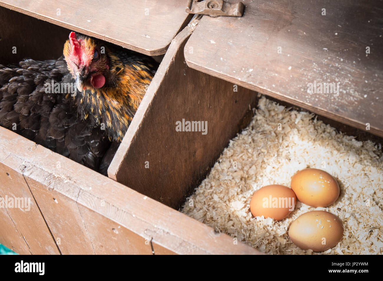 Mon poulet dans son nid avec des oeufs récemment posés dans mon petit jardin pour mon usage personnel,usage,dans village rural,Ouest,au Pays de Galles. Banque D'Images