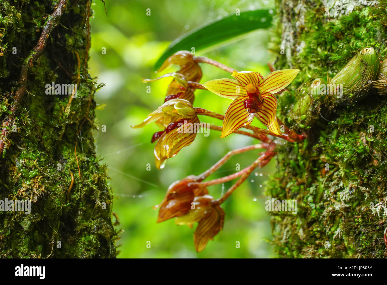 Fermé wild orchid avec arrière-plan flou et la goutte d'eau Banque D'Images