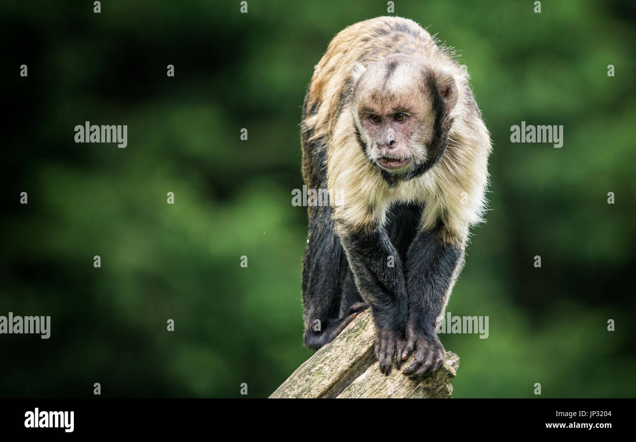 Tête de singe Capucin Buffy grimper au sommet d'un arbre Banque D'Images