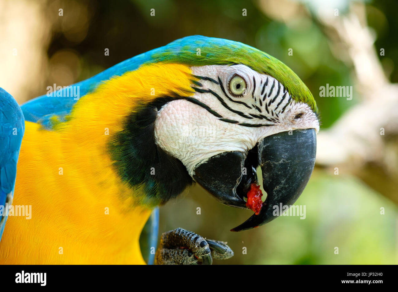 Blue and Gold Macaw Banque D'Images