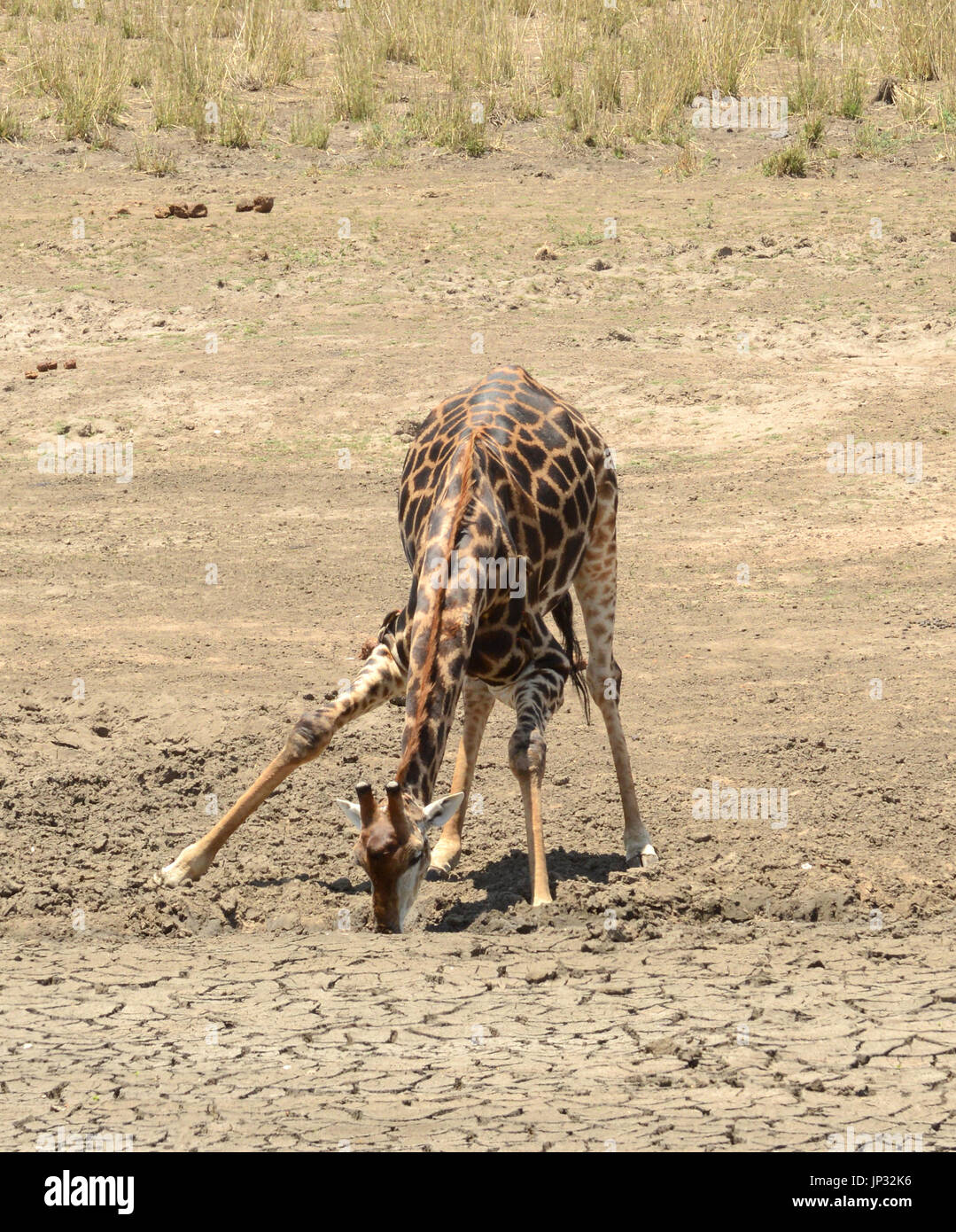 Girafe essayant de trouver de l'eau dans la zone aride d'Afrique du Sud. Banque D'Images