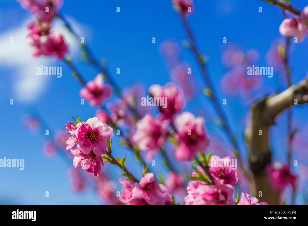 Blossoming Peach Tree en Aitona, une belle ville en Catalogne, Espagne. Les fleurs poussent au printemps et le paysage se transforme. Les champs f Banque D'Images