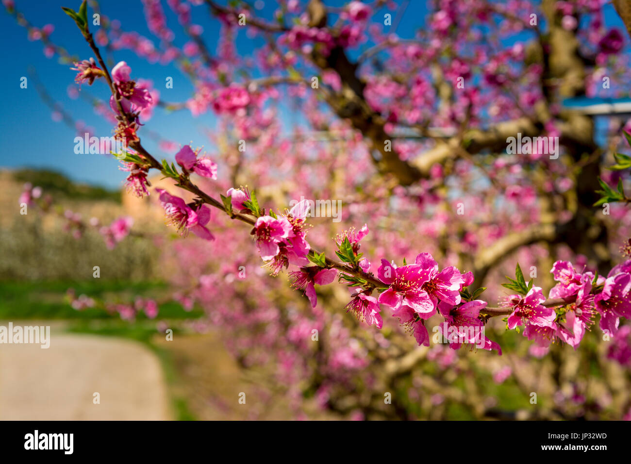 Blossoming Peach Tree en Aitona, une belle ville en Catalogne, Espagne. Les fleurs poussent au printemps et le paysage se transforme. Les champs f Banque D'Images