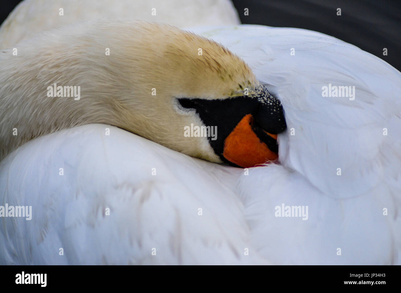 Cygne muet sleeping Banque D'Images