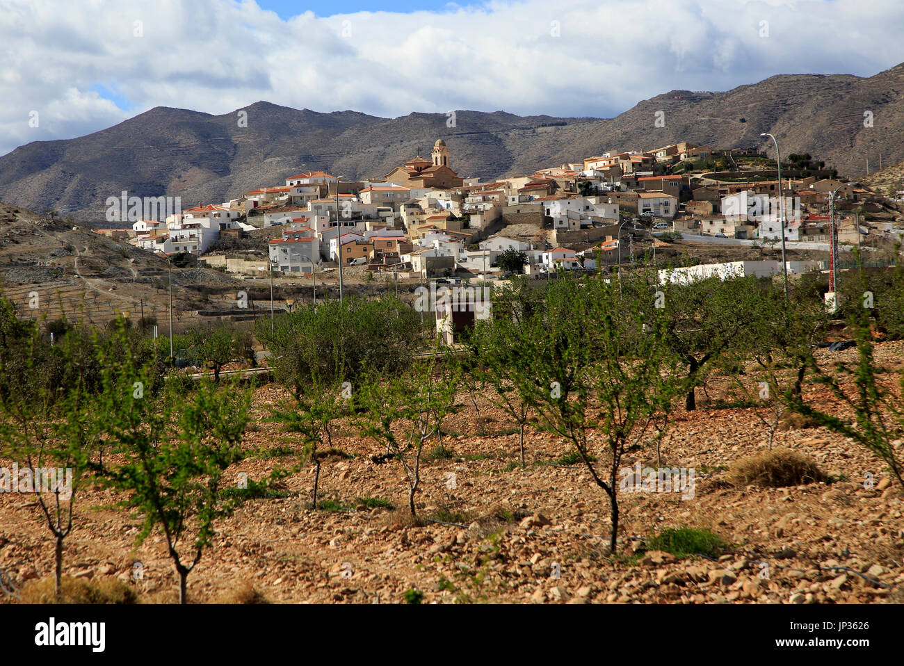 Les fruits des arbres dans les terres agricoles, village de Uleila del campo, Almeria, Espagne Banque D'Images