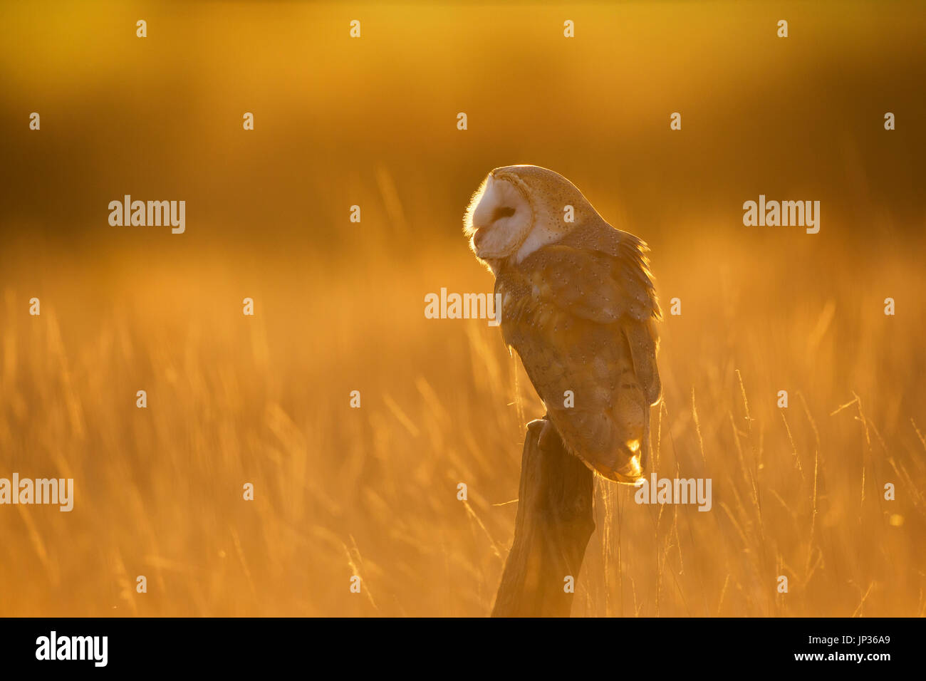 Effraie des clochers (Tyto alba) perché dans la lumière dorée au coucher du soleil Banque D'Images