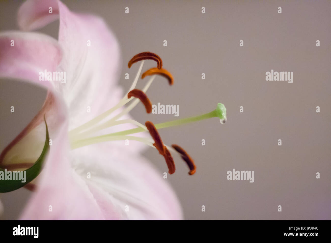 Fleur avec l'eau qui goutte du bec Banque D'Images