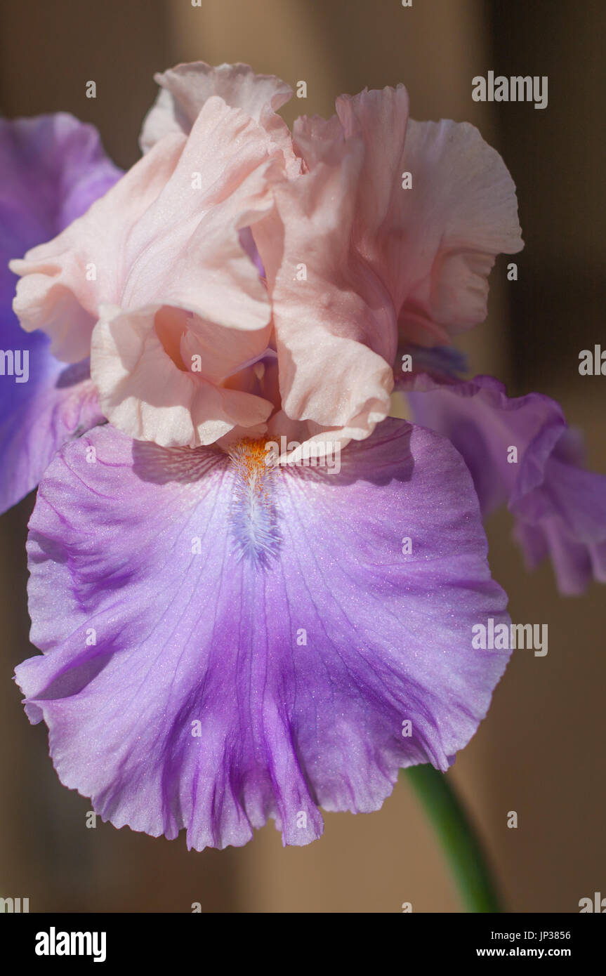 Seule rose et violet iris flower closeup Banque D'Images