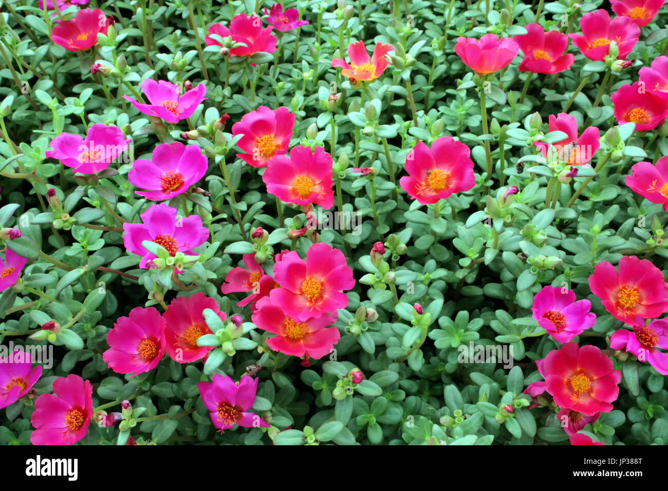 Pourpier ou Moss Rose plantes avec fleurs rose vif, profiter du soleil. Banque D'Images