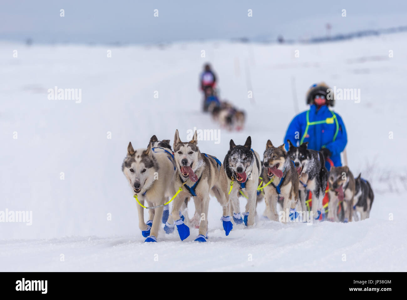Finnmarksløpet, de traîneaux à chiens dans le Finnmark Norvège Banque D'Images