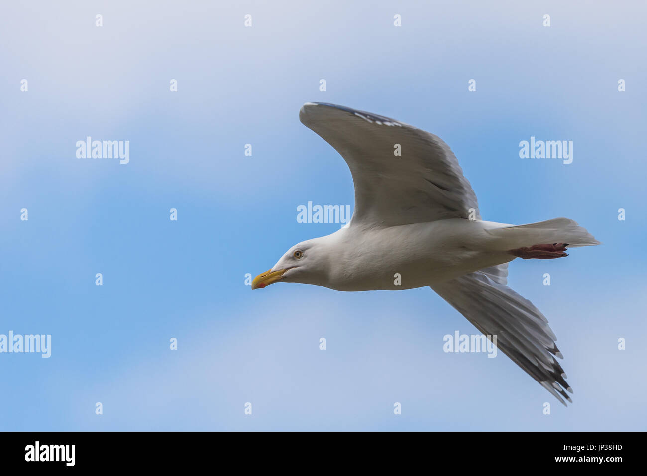 Les animaux en plein air Banque D'Images