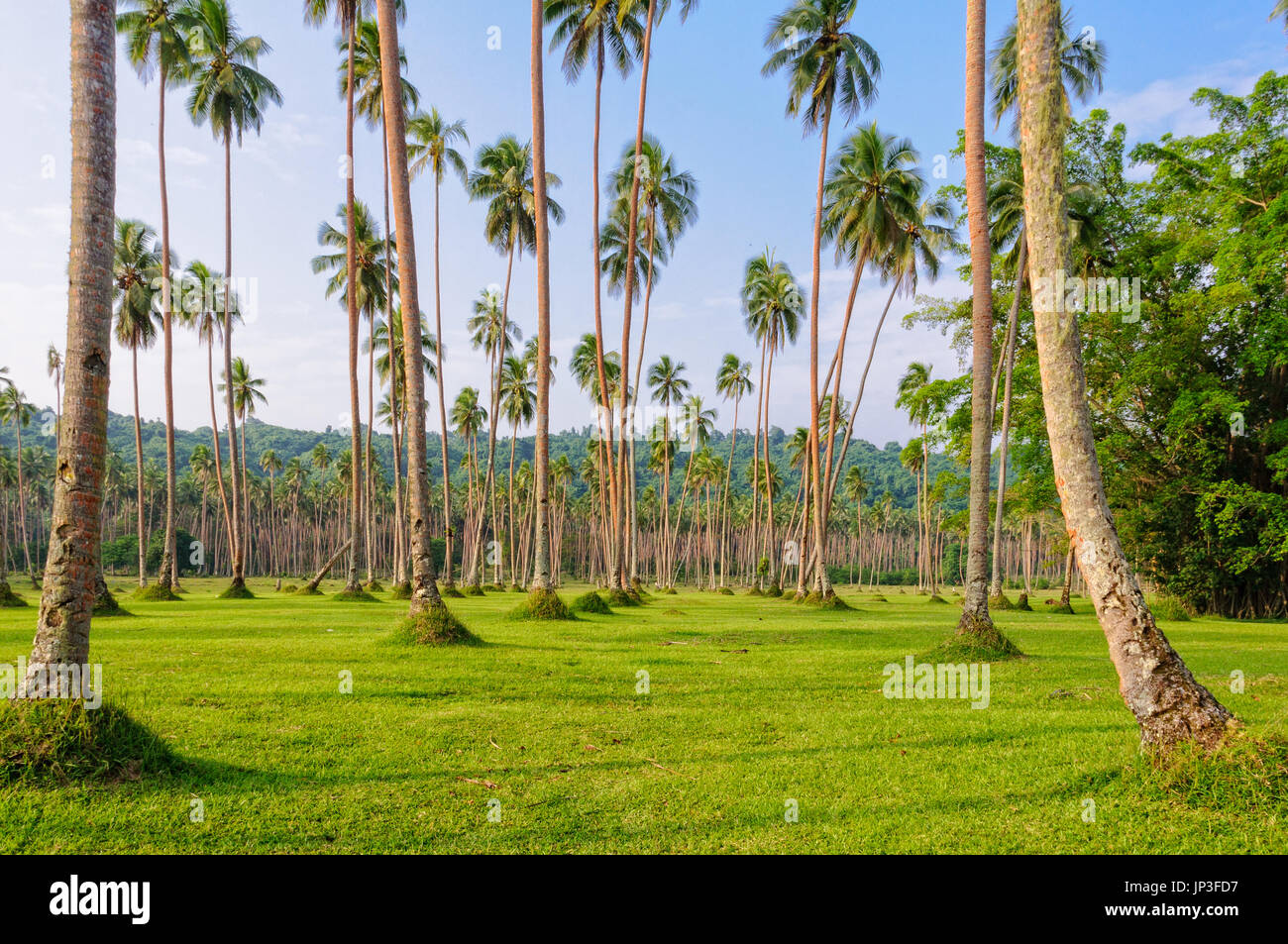 Pelouse et des rangées de cocotiers - Espiritu Santo, Vanuatu Banque D'Images