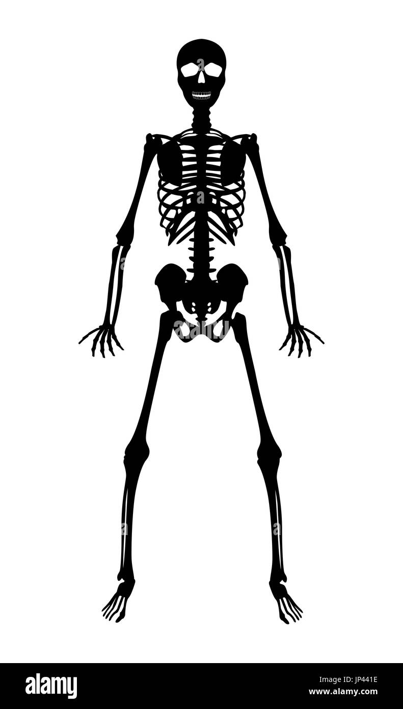 Silhouette squelette humain noir sur fond blanc Illustration de Vecteur