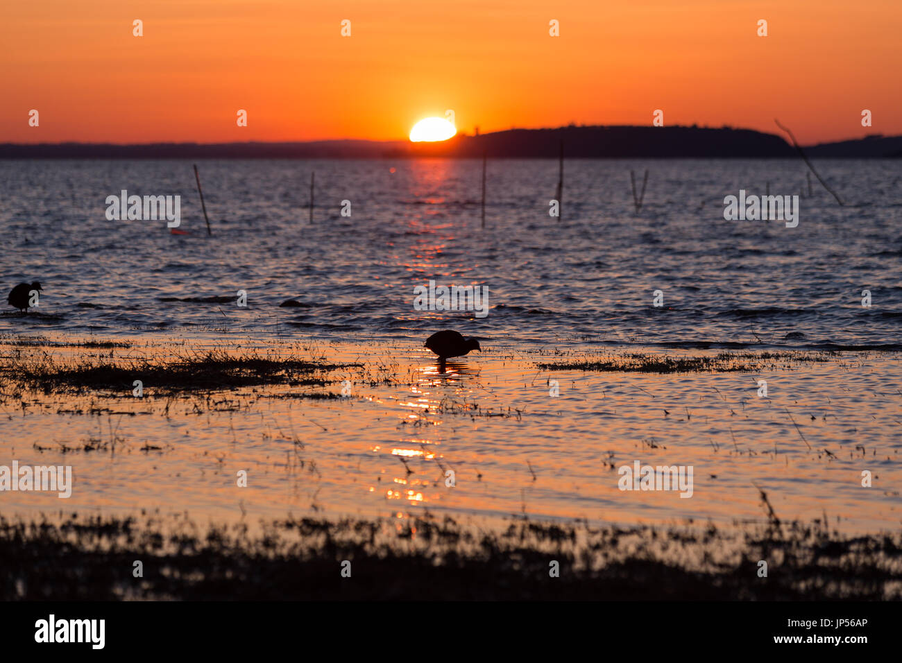 Selective focus sur un oiseau sur un lac au coucher du soleil, du flou hills et le ciel Banque D'Images
