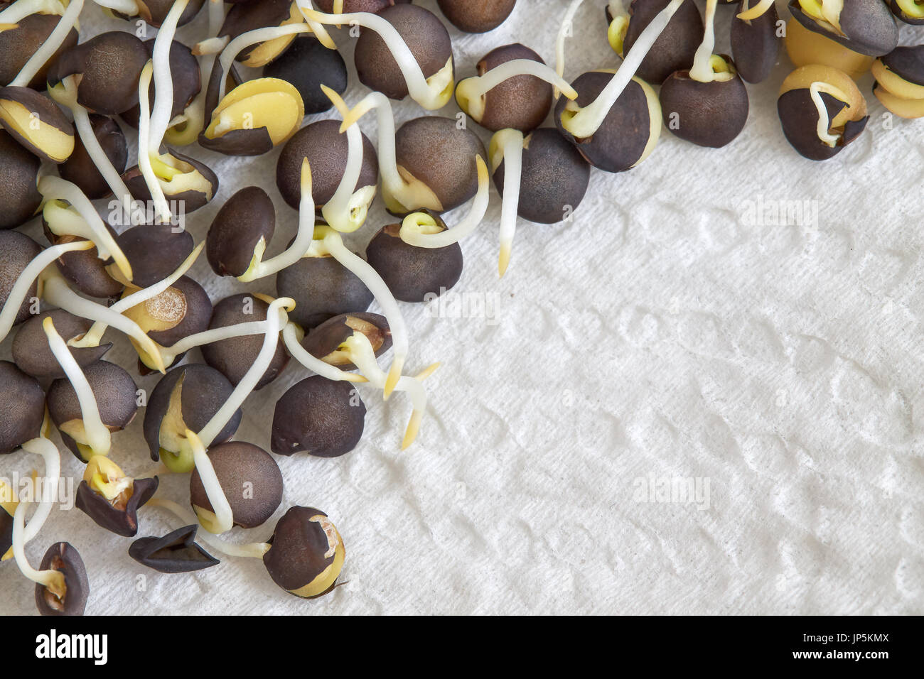 Germes de lentilles beluga noir sur blanc serviette. Top View with copy space Banque D'Images