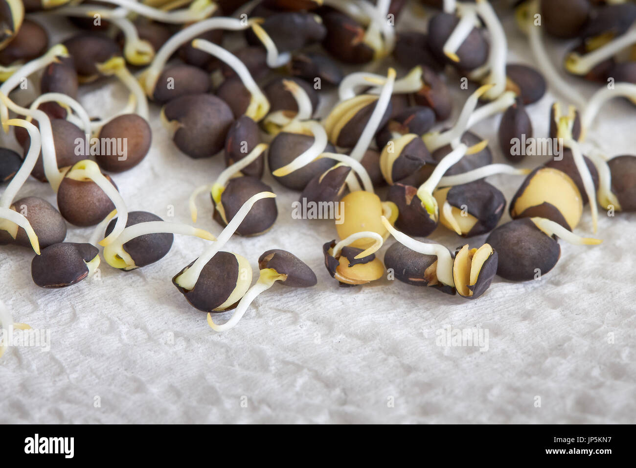Germes de lentilles beluga noir sur blanc serviette, selective focus Banque D'Images