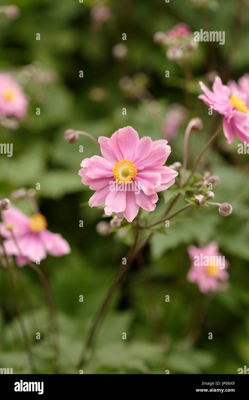 Anemone hupehensis avec des fleurs hors foyer en arrière-plan dans le nord-ouest de l'angleterre du royaume-uni Banque D'Images