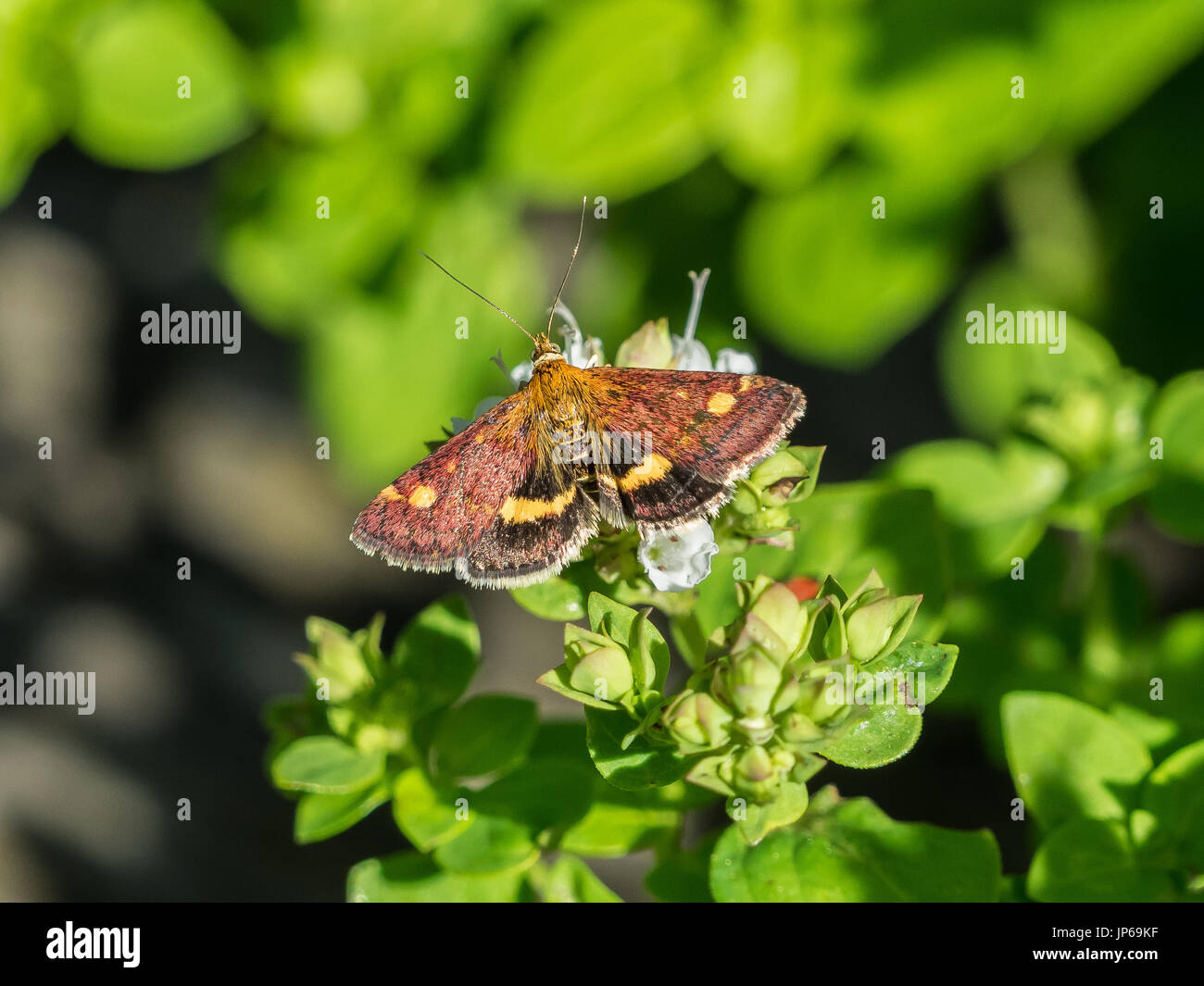 La menthe (Pyrausta aurata) sur l'usine de menthe Banque D'Images