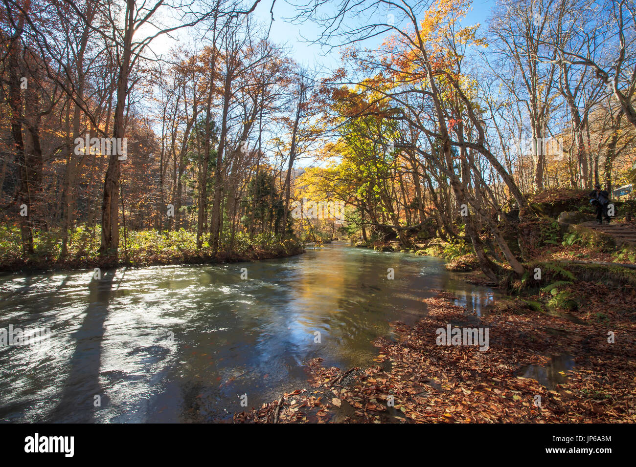 La Gorge de belle rivière Oirase druing la saison d'automne, le Japon Banque D'Images