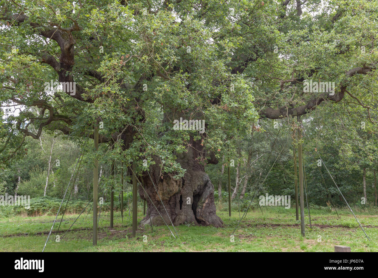 Le Major Oak Banque D'Images