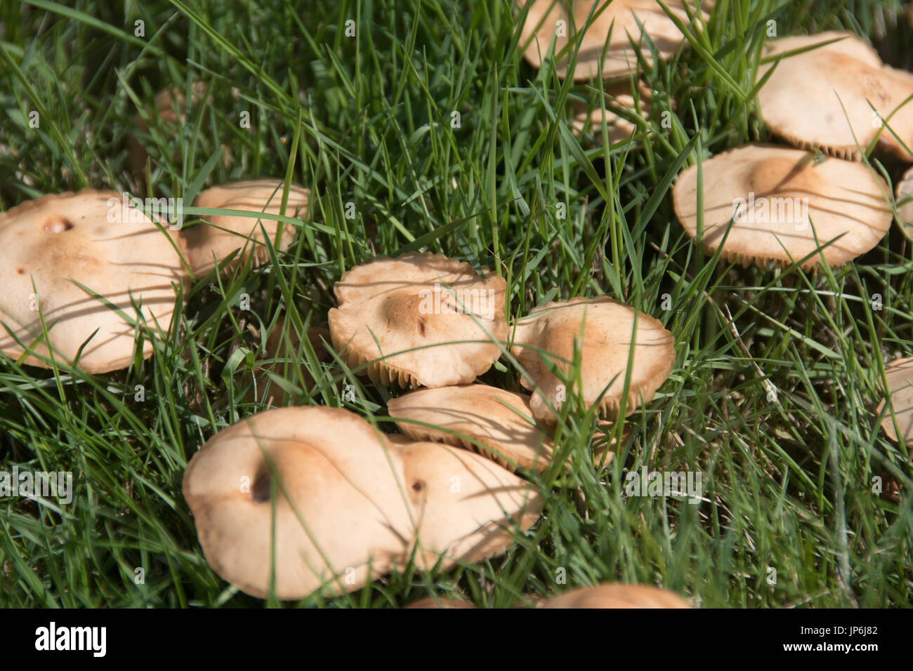 L'toadstools de ronds de sorcière sur les pelouses Banque D'Images