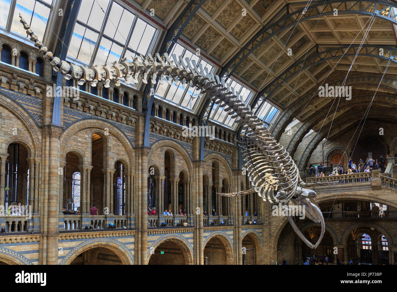 Le nouveau squelette de rorqual bleu, nommé espoir, suspendue au plafond du hall central Central Hintze, Natural History Museum, Londres Banque D'Images