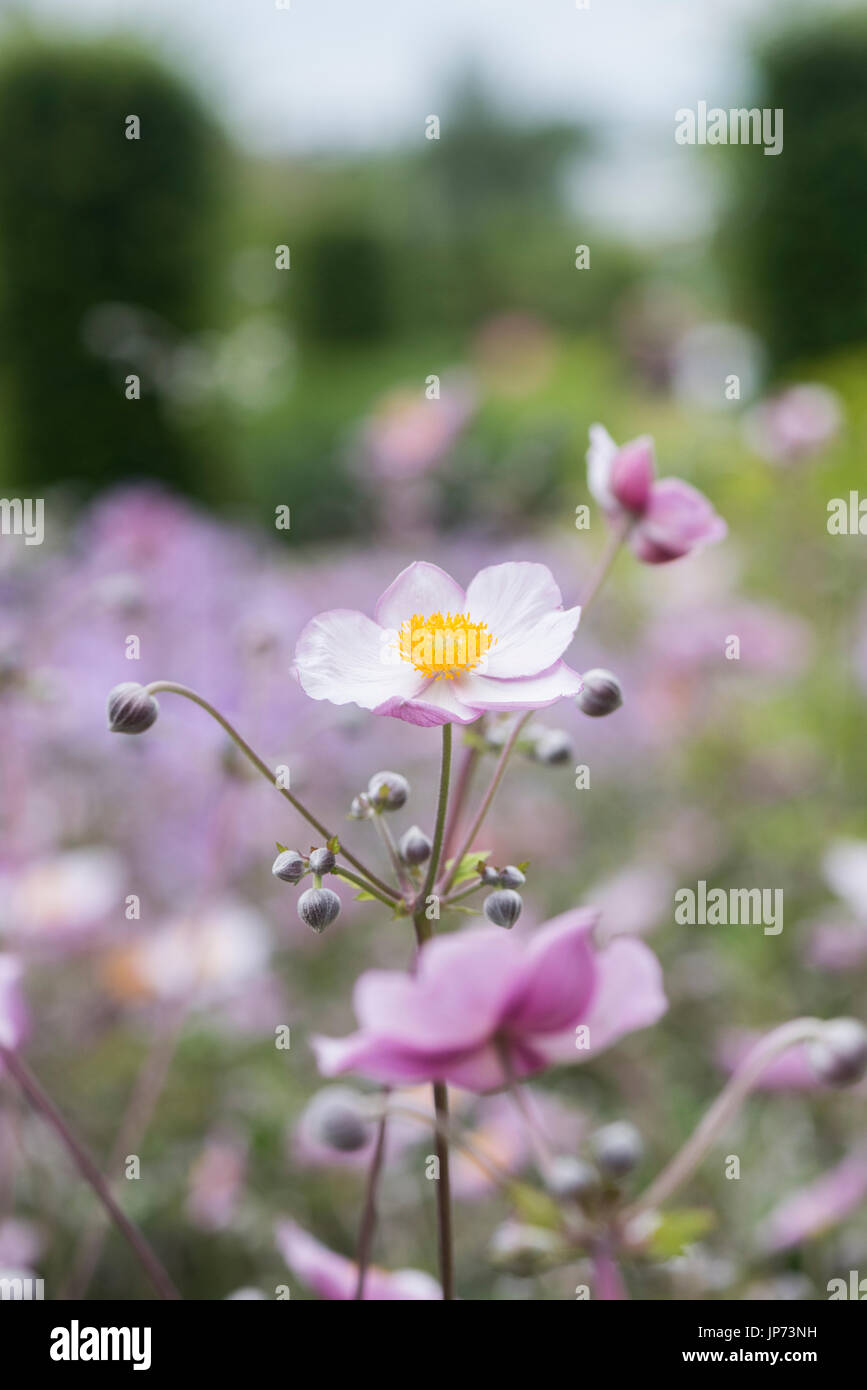 Anemone x hybrida elegans. Anémone du Japon 'Elegans' fleurs dans un jardin anglais. UK Banque D'Images